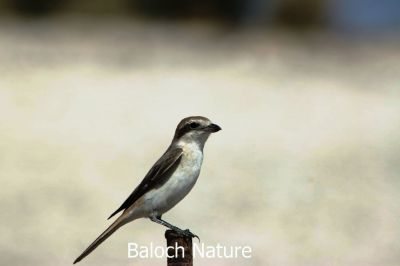 Isabelline Shrike
 Naryanch Kasanin
نریانچ کسانیں
کسانیں نریانچ بلوچستان ء جنگلاں استِیں - اے کسانِیں لولوک گپت وارت - اے اے ڈگارانی کش و گوراں گندگ بیت - اے ڈولداریں مُرگے بلے لۃتیں مردم اشیارا شوم لیک ات - وھدے کہ تو پہ کارے رواگا ات اگاں نریانچ دیم بئیت گڈا نیکیں پال ء نہ بیت - او باز مردم وتی سپر ء مہتل کن انت -۔
