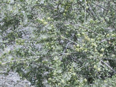 Maerua crassifolia
Jogr
جُگر
اے یک ٹوہین درچکے ، ڈولداریں پل پر کنت - جگر بلوچستان ء جنگلی نیبگ انت - جگرے برا لنڈور گوشنت چو تود ء وڈا بر پر کنت بلے گُک گُک انت چا شیرگ ء پُر انت - تبدو لوارے درگتا جُگر پُہتہ بیت - جگرے پُل ہ برے وھدا چا ملاھوک سر بار بیت - چمیشکا بلوچان گوشتگ 
من جگراں چو بار ء ملّاھاں 

