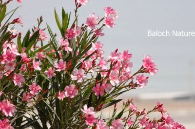 Nerium Oleander
Jor
جور

جُور یک ڈولداریں پُل ء - بلوچستان ء گیشتریں کُوہ اُو دمگاں رُودیت - جور ہم ء وڑا ڈولدار انت ، ہمے وڑا کُچّلا زھر انت - دلوت جورے تاکاں بوہ چن انت بلے تاکاں نہ چرانت -۔
