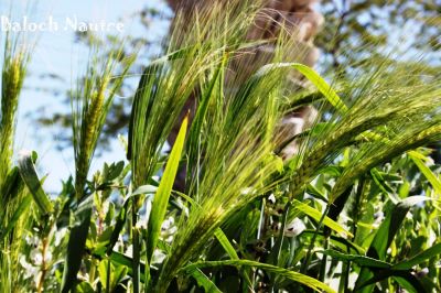 Barley (Hordeum vulgare L)
Jov
جو
جو دھل ءِ ۔ بلوچستان جو کش انت پا دلوتانی واستہ کاہ کارمرز کن انت ۔ بلے دگنیا ءِ توک برنج ، گندیم ، مکئی ءَ چہ رند جو کشگ بیت ۔ مصر ءَ جوے نان باز لوٹ انت ۔ امریکہ او یورپ چہ جو ءَ شراب ءُ بئیر جوڈ کن انت ۔
