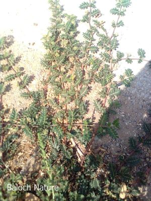 Tribulus terrestris
Kahoor Kah

کہور کاہ
کہور کاہ کسانیں کاہے کہ ریکپادیں ہند و دماگاں رودیت - اے ہم بہار کاہے بلے زمین ء سرا پراہ روت ایشیا دراہیں دلوت چرنت پرچاکہ نرم او نازُرک انت - اے کسانیں زردیں پُل ء پر کنت رندا دانگ پر کنت دانگ سر برا کنٹگ پر کنت وھدے ھُشک بیت گُڈا شُپادا ایشانی سرا ترّگ نہ بیت - چیا کہ دانگ پاداں لگّنت - ایشیے تاک چوُ کہورے تاکے وڈا انت چمیشکا کہور کاہ ء گوشنت

