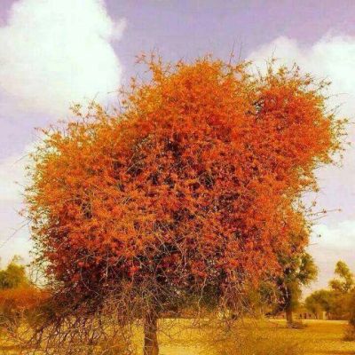 Capparis Decidua

کلیر
Kalair
کلیر یک ٹوہیں درچکے - گیشتر ماں وڑ و گریشگاں رودیت - کلیر ڈولداریں پُل پر کنت - کلیر بر پرکنت برے ورانت و تامدارنت - منی ہیال ء اگاں ما کلیر ا میوہ بگوشاں رد نہ انت - پرچا کہ بلوچستانے جنگلی میوہ بزاں کوُنر، کنر، جگّر،کلیر و دگہ بازیں - کلیر دار ا لوگے منگ جوڑ کن انت کلیرے دارا زمین نہ وارت - کلیرے واستہ دو بتل نامدار انت
۱ لج نہ کنت کلیرا کہ بے تاکا بر کنت
۲ دار کلیر انت کہ منگہاں سے جاگہ پُروشیت
اُوے زیرّک بات کہ لیڑو ڈاچیگاں کوشیت
