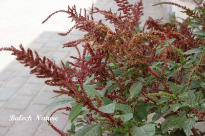 Amaranthus
 کلپر
kalpir
اے ھندے یک کلپرے کہ مرچاں بلوچستان ءَ جاگہ جاگہ دست کپیت۔ بلوچ تنیگا اشیا پجہ نیار انت۔ گیشتر مردم ڈل انت  ءُ وتی دلوتاں دیم ءَ ایر کن انت ۔ چونایا اے یک تامداریں کلپرے کہ  اشیے نارُشت باز تام دار انت ، اشیے براں ہم گرادنت  لٹ ءِ ہم دور نہ دیینت ۔ 
