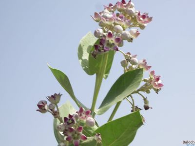 Calotropis Procera

کرگ
Karag
ء  اسپیتچکیں  درچک  ء  گیشتر  ماں جنگل  و  میداناں  رودیت  اے  گلابی  نمونگیں  ڈولداریں  پل  پر  کنت  امب ء وڑین  بر  پر کنت - کرگ سال  ء دوازدہیں  ماھاں سبز ء  پل  ء   بر  انت  -  بلوچستان  ء گیشتر  ہند  و  دمگاں کرگ  رودیت  -  کرگ  ء درمان جاہ  ء کارمرز  کن انت 
