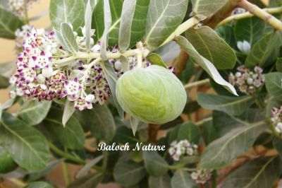 Calotropis Procera
کراگ
Krag
ء اسپیتچکیں درچک ء گیشتر ماں جنگل و میداناں رودیت اے گلابی نمونگیں ڈولداریں پل پر کنت امب ء وڑین بر پر کنت - کرگ سال ء دوازدہیں ماھاں سبز ء پل ء بر انت - بلوچستان ء گیشتر ہند و دمگاں کرگ رودیت - کرگ ء درمان جاہ ء کارمرز کن انت ۔ 
ادا کرگ پُل ءُ دانگ انت


