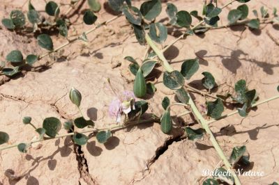 Capparis spinosa
کراگو
Karago
کراگو کسانیں درچکے بلے چُو ولّ ء وڈا زمین ء سرا پراہ روت - اے زمستان ء درگت ء ماں ڈگارواں اُو سرکگ ڈنّاں رُودیت - بلے تانسریں گرماگ ء سبزاچک بیت - اسپیتیں پُل ء پر کنت اُو کسانیں دانگ پر کنت اشیا دلوت نہ ورانت پرچا کہ زھریں تام کنت -

