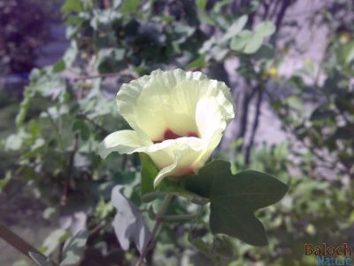 Cotton's Flower
Karpas e Poll
کرپاس ء پُل
کرپاسے پُل جلوہ ناکیں پُلّاں چہ یکّے - سندوپنجاب ء کرپاس ء باز کشاورزی کن انت - بلے اودا کرم ء وارت بلے مکران ء تبد و لوار کرپاس ء باز دلجیں موسم انت - چرے سوبا بلوچستان ء کرپاسا کرم و لولوک تاوان دات کُت نا کنت - مکران ء ہند و دماگاں یک رندے کرپاس بکش و سالانی سال پسل دات کنت - کرپاسا چہ کاٹنیں گُد اد کن انت

