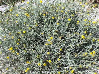 Pulicaria Undulata
کرتوسگ
Kartosag
کرتوسگ یک کسانیں بُوٹگ ء - بہارگاہے درگت ء رودیت - اسپیت چکیں تاک ڈولداریں زردیں پُل ء پر کنت - اگاں جاگہے وش بہ بیت گڈا پراہ روت و گنبُد جُوڈ بیت - کرتوسگ سارتیں وشبوہے کنت - بلے مستریں کار ہمیش انت کہ کرتوسگا دوا دامان ء کارمرز کن انت

