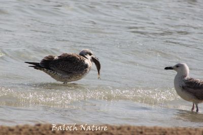 Pallas's Gull
زری ملیڑ
Zeri Malleed
ملیڑ یا زری ملّیڑ  یک درہائی مُرگ ءِ کہ گیشر ماں دریابار ءَ گندگ بیت ۔ اے گیشتر چہ ماہیگاں  وتی لاپ ءَ کش انت ۔ وھدیکہ امّل ءَ پرنگ دزگیر کن انت ، گڈا امّل ہمے مرُگاں وتی کاسد کنت ءُ وتی اھوالاں دیم دنت ۔ امل ءِ جییند گوشیت۔ جی زِری ملّیڑاں منی اھوالاں بر ات ۔ ۔ ۔ پر منی ماتیگ ءَ سر کن ات
