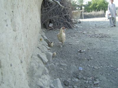 HEN
Nekeink
نکینک
یک گونڈوے نیکینک او چرواں سر دیان انت کہ  ایشاں دان او آپ بہ دنت

