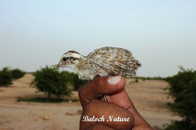 Grey francolin
کپنجر ءِ پڈ
Kapenjar e Padd
اے کپنجرے پڈ انت، بزاں کپنجرے چُک انت۔ اے پہ اکس ءِ واستہ دمان ءِ گپتگ پدا یلہ کنگ بوتگ ۔ 
