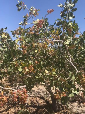 Pistachio
پستا
Pesta
پستا دگنیائے وشتریں ہُشکیں میوگاں چہ یکے ۔ اے بلوچستان بالائی ھند و دمگاں کشاورز کنگ بیت ۔ 
