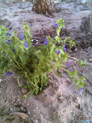 Anagallis Arvensis
Pollako
پُلّکو
پُلّکو بلوچستان ء گیشتر گلّہ و بانکلینکانی ڈگارانی توکا رودیت - گونڈیں ورّودیں کاہے باز  ڈولداریں سبز و سُہریں پُل پر کنت - سُہرین ء [رڈ چک وّیڈ] گوشنت
