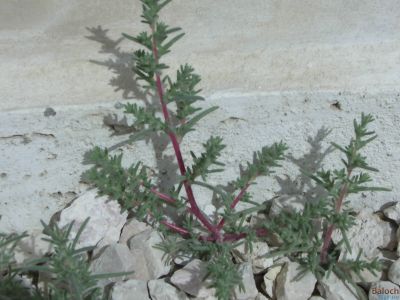 Salsola vermiculata
Pozhzho
پُژو
اے کسنیں بوٹگے - وھدے کسان بیت گڈا اشیے کاھُک جوڑ کن انت - کسان بیت دلوت ہم چرانت بلے مزن او پیر بیت ایوکا اُشتر ع چریت -۔


