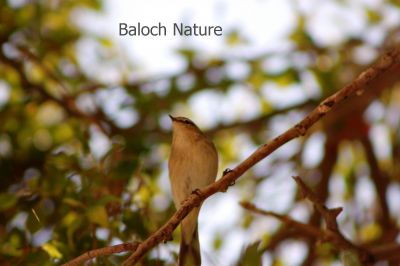 Willow Warbler
Pochi
پُچی
پُجی کسانیں مُرگ ء کہ گیشتر ماں مچّانی پُچانی توکا او کہیر او کُنرانی تاکانی توک ء کرم ' کٹگ ۔ مُوکو، مور او سلور پٹ ایت او گیپت او وارت ۔ چمیشکا اشیا پُچی گوش انت بلے باز جاہ ء اشیارا ناہی ہم گوش انت ۔ اے مُرگ یک جاہ ء نشت نہ کنت بلکن مدام سُریت او سٹ کنان انت ۔مرگ گونڈ بلے ڈولدار انت
