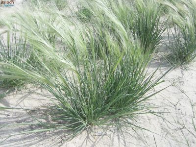 Stipa capensis
Robah-Domb
روباہ - دْمب
اے یک بھارکاہے ریکپادیں ہند و دمگاں رودیت - کساس دو فٹ ء برز بیت     
دراجیں ھوش ء پر کنت و حوش ء ریشگ پر بیت
ھوش ء چو روباہ ء دمب ء وڈا انت - چمیشکا روباہ دمب ء گوشنت
