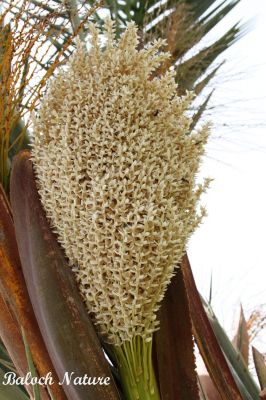 DATE PALM, Outdated Male Lateral Bud
سرّ
Sarr

وھدیکہ گُنش گیش کپیت گُڈا سّر بیت - سرّ بزاں کارآمد نہ بوّگ و ھراب بوّگ -


