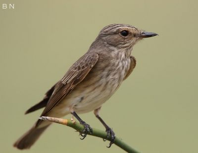.Spotted flycatcher
سیچُک
Sechchok
سیچُک کسانیں بالی مرگ ، روچ ایر شتی ایشیا ءُ یوروپ ءِ جہمنندیں مُرگ ءِ بلے زمستان ءَ وتی جاگہ ءَ بدل کنت ءُ افریکہ روچ دراتکی ایشیا ءَ پناہ زوریت، اے پچییں درچکانی ءُ دیوالانی سرا کدو بند ایت ءُ چار چہ شش دانت ایک دنت ، اے گیشر کرم ءُ کٹگ ءُ بالواں چہ وتی لاپ ءَ درگیج ات۔ اے یک جاہ کہ عادت کنت مدام ہمے یکیں چاہ ءَ نند انت ءُ شکار کنت، بلوچ اشیارا شکارجاہ گوش انت ۔ اے وھدے زمانگ ءَ بلوچاں بٹ ءِ سرا سیچُک گیپتگ انت۔ 
