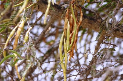prosopis cineraria
Shangar
شنگر
شنگر ادا ھُشکیں او زرد ترّ اتگیں است - ھُشکیں پہ جاھگ ء باز تام دار انت
