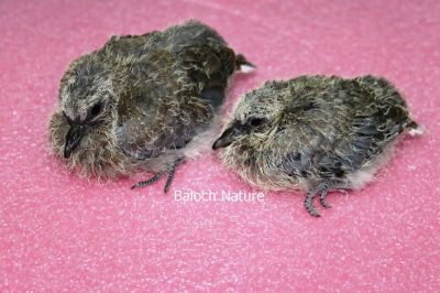 Laughing Dove New Born Chick
Shatol e Padd
شاتُل ء پڈ 
شاتُل ءپڈ چہ ۃیک ء درکیت تاں تولگ پُٹ بیت وھدیکہ پُٹ پر کنت او بالی بیت گڈا آیا چُنکی گوشنت -۔

