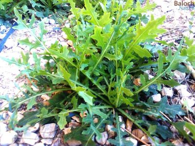 Lactuca serriola
Shazheek
شژیک
شژیک آلکو ء ذاتیں کاہ ئ - ڈولداریں کاہے بلے اشیا نہ ورنت و پہ دلوتانی کاہا کارمرز کن انت 
