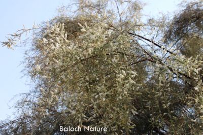 Tamarix Athel
شنگِر پُل انت
Shinger Pol ant
شنگر گزّ ءِِ یک زات ءِ سُہریں پُل پر کنت کہ باز ڈولدار انت - اے گیشتر ماں کور او کیلگاں رودیت یا ہما جاہ کہ اودا آپ گیش بہ بیت - شنگرے داراں بُرّانت او شنک جوڈ کن انت - کرگینیں لوگ شگنز ءُ پل جوڈ کن انت ۔
بلوچی بتل : من ہما شنگریں گزاں کہ ہمک توپان سر منی جہل انت: ۔



