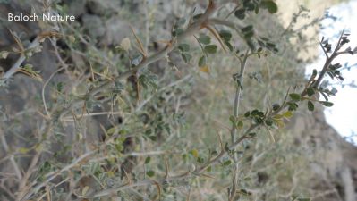 Astragalus
شنیزگ
Shenizg
شنیزگ پٹککیں درچک ءِ گیشتر ماں  کوھاں رودیت ۔ اشمیے کسانیں تاک انت بلے دراجیں تُسکیں کنٹگ انت ۔ اشیا گیشتر پہ تہلگ کارمرز کن انت ۔ 

