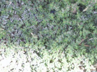 Euphorbia qranulata, Milk Purslane 
Sherago horteen
ہورتیں شیراگو
اے یک وت رودیں اہے زمین ء سرا پتن روت - اے گیشتر گرماگے موسما رودیت - اشیے کسان کسانیں تاک انت بلے شاہ ء سُہر انت انت - اگان شاہے یا تاک دور بکنے گڈا ہما جاہ ء اسپیتاں شیرگ دنت - چمیشکا اشیارا شیراگو گوشنت - اشیے دگہ دو زات است انت -۔

