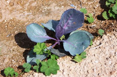 Red Cabbage
Sohrin Band Gobi
سُہریں  گوبی 
سُہریں گوبی چہ بند گوبی وڑین گوبی - مرچاں بلوچستان ء جاہ ءجاء دست کپیت بلے تنیگا نیادی واستہ نیست - سُہریں گوبی پہ نارُشت او پہ سلاد ء کارمرز بیت -۔


