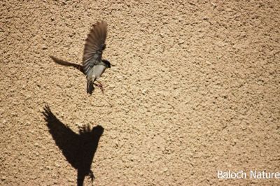 Sparrow and shadow 
جنگُل
Jengol
جنگل کسانیں بالی مرُگ کہ دگنیائے چاریں کُنڈاں است انت ۔ بلکنگ ءَ اے یکّیں بالی مُرگ انت کہ ہمگ جاگہ است انت ۔ ایشیے مادہ اسپیت دپیں ناسی رنگ انت بلے نر ناسی رنگ ءُ سیاہ اسپیت انت ۔ اے شانزدہ سنٹی دراج بیت ءُ وزن ءِ 24 تاں 39 گرام بوت کنت ۔ اے بالی مُرگ ترا شہراں، بازاراں ، گریشگاں، ریگستاں ءُ کوہاں ہرجاہ بود باش کنت ۔ اے چونایا ہمک دھل ءِ دان ءَ کاہ ءُ بالو کرم ہم گپت ءُ وارت ۔ بلوچستان ءَ ہم اے جنگول است انت ۔

