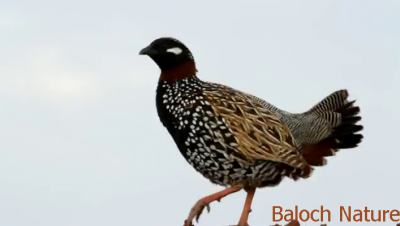 Black Francolin
Seyah Gowarr
سیاہ گور
سیاہ گور باز ڈولداریں مُرگے کہ گیشتر بلوچستان ء کوری ھند و دمگانی گواشاں موجود بیت - سیاہ گور کپینجرے زاتیں نرین مُرگے - اشیے نیکینک ء شزّ گوشنت کہ ائے رند ایوکا ناسی انت - سیاہ گورے ڈولداری سے رنگانی بزاں سیاہ ، اسپیت او ناسی ء ہم دپی انت - سیاہ گور چو اے دگہ مُرگانی وڈا ناپید بوّان انت -  سوب بے وھد او بے سریں شکار انت

