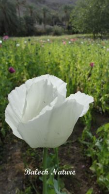 Papaver paeoniflorum
اشاش
Ashaash
