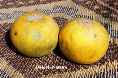 Melon
گردیں تیجگ
Girden Tejag
