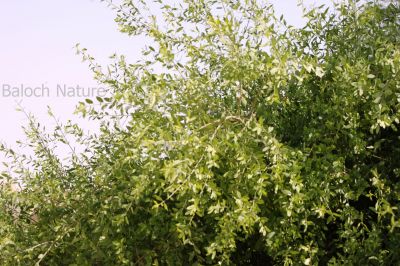 Salvadora Persica
Tooj
توج
توج یک درچک ء کبّر ء ہم رنگ انت بلے کبّڑ بُرز بیت او توج بُج بیت تاک کمّے کستر بنت ۔ توج ء اُنڈال او بارگیں شاہاں زورنت او مزواک ء لٹّوک جوڈ کن انت۔ بلے مرچاں ڈنّنی ملک توچ ء دنتانی کریم جوڈ کنگان انت۔  بلوچستان ء توج درچک باز ھنداں سک باز انت ۔
