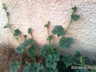 Ridge Gourd - Luffa
Tori
تُری
تُری یک سبزی ء - تری یک سرکپوکیں ولّ ات کہ درچکانی لوگاںی سرا سرکپیت ۰ تری لوش ء وڈیں دانگ پر کنت کہ گیش چہ گیش یک کیلو کساس بنت - گیشتر زمستان ء بر پر کنت - یک گردیں او زردیں پُل ء پر کنت کہ باز ڈولدار انت - 
