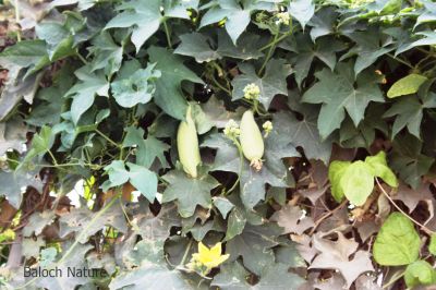 Ridge Gourd - Luffa
Tori
توری 
توری یک سبزی زانگ بیت، بلے بلوچستان ء سبزی نہ انت - بلے مرچی باندا بلوچستان ء گیشتر مردم وتی باگاں کش انت ء- توری گیشتر پہ نارُشت کارمرز بیت - توری نارُشت باز تامدار انت - وھدے کہ توری پیر بیت گڈا پُونس بیت - پونس ء چہ مردم زورنت رزارن شودنت پر او جان ہم شودانت -۔


