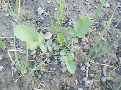 Radish
Trop
ترُپ 

ترُپ کسانیں ذات ء کاہے - چو گزرک ء وڈا بُن جنت -  دگہ راج ترُپ ء بُن ء نارُشت کن انت بلے بلوج گیشتر اشیے تاکاں وارت - ترُپ ء نازُرکیں تاکانی جتاہیں تام  او وتی ہجّارے - ترُپ بلوچستان ء کاہے نہ انت بلکن چہ ڈنّ ء آرگ بوتگ


