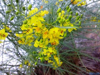 Parkinsonia aculeata
ولائتی کیکر
Walayati Kikar
اے درچک چونایا بلوچستان ءِ درچک نہ انت بلے مرچاں بلوچستان ءَ  ہم دانگ دانگ ءِ دست کپیت ، اشیارا ولائتی کیکر ءِ نام گرانت ، اے درچک تاک بارگ بارگ انت ءُ مدامی تاک ریچ انت ، اے زردیں پُل پر کنت کہ باز ڈولدار انت ۔ ءِ چو کہور ءِ وڑا شنگر پر کنت ۔ اے درچک بُن اسل ءَ اسٹرالیا انت۔ اے درچک ءِ جاگہ وش بہ بیت تاں دہ میٹر بُرز بوت کنت ۔ 
