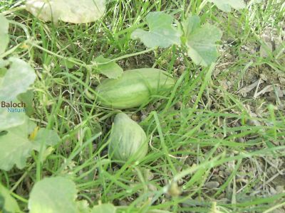 Unripened Sweet Melon
کراٹ
ول  کہ  وھد  ء  کرات  پر  کنت  بزاں  تیجگ  بوگ  ء دیر  نہ  کنت  
