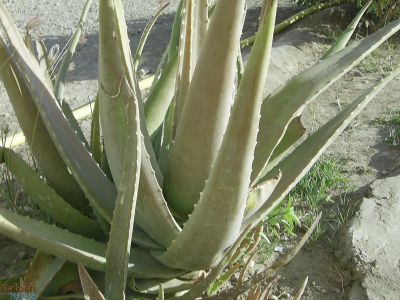 Aloe vera
کرزے  ارواہ
Karz e arwa
اے  بوٹگ  بلوچستان  ء  استیں -  اشیا  سرپوشیں  دانگ  یا کہ  ریش   پر کتگ  -  چہ  سہبی  ء  ریش  ء  پہتہ  کتگ  ہ ترانکیتگ  -  بلے  مرچان  جنین  آدم  اشیے  تاکانی  آپاں  وتی دیم  ء  پر کن  انت  دیم  نرم  نازرک  بیت - 
