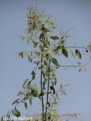 Salvadora Persica
توج
Tooj
توج یک درچک ء کبّر ء ہم رنگ انت بلے کبّڑ بُرز بیت او توج بُج بیت تاک کمّے کستر بنت ۔ توج ء اُنڈال او بارگیں شاہاں زورنت او مزواک ء لٹّوک جوڈ کن انت۔ بلے مرچاں ڈنّنی ملک توچ ء دنتانی کریم جوڈ کنگان انت۔ بلوچستان ء توج درچک باز ھنداں سک باز انت ۔

