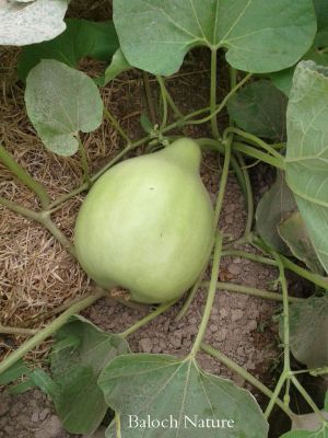 Bottle Gourd 
کدّو
Kaddo
کدّوے چونایا باز زات انت ۔ ایشانی توک ءَ دراجیں گردیں ۔ ودی بیت ۔ کدّو گیشتر افریکہ ۔ ایشیا ۔ یوروپ ءُ امریکہ پیداک بیت ۔ بلے ایشیے بُنجل زمبابوے افریکہ انت ۔ ایشیارا کسانی ءَ دانگ ءِ سبزی جوڑ کن انت ءُ ورانت بلے وھدے کہ پُہتہ بیت گڑا اے باز ترند بیت ۔ ایشیے توک ءِ توماں درکن انت ءُ جندے پہ پیپ کارمرز کن انت


