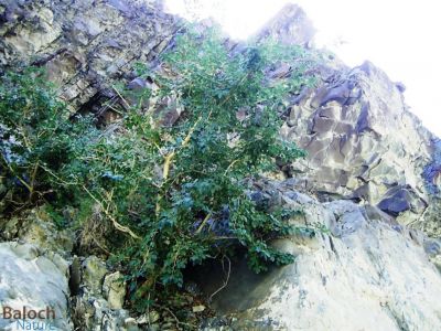Dalbergia Sissoo
Jakk
جکّ
جکّ  ء درچک بلوچستان ء گیشتر کوھانی دلبنداں رودیت - ہنچیں جاھاں کہ اودا مردم ہم شوت نہ کنت - سکّیں ڈولداریں درچکے  کہ یشیے دار پہ منجہ، تہتگ، رھت، تپر و داسے دستگ جوڑ کن انت - اشیے دار باز مُہر انت - اگان جاہ ء وش بہ بیت گوڈا سک بْرز بیت
