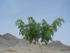 mini-DSC02983_Chainal.JPG