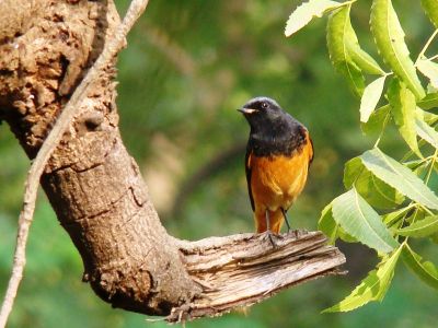 Black Redstart
سُہری
Sohri
سُہری یک کسانیں بالی مُرگ ءِ کہ اشیے سرءُ بڈڈ ءُ بانزُل سیاہ انت ، بلے دلبند ءُ دُمبلی سُہر انت ۔ چمیشکا سُہری ءُ سُہر دُمبُل گوش انت ۔ اے چو اے دگہ مُرگانی وڈا کٹگ، سلور، بالو ءُ پاتو گیپت ءُ وارت ۔ بلے ناہ ءُ دگہ نیبگ ہم وارت ۔ ڈولداریں مُرگ ءِ۔
