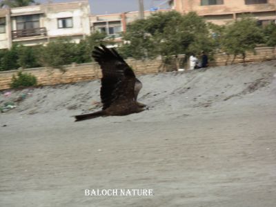 Hawk
شاھین
Shaheen
شاھین ہم ءَ مُرگ انت کہ چہ زندگین مُرگ ءُ مُشک دگہ جانداراں چہ وتی لاپ ءَ درگیج ات۔ بزاں اے مُرگ گوشت واریں مُرگ ءِ ۔ 

