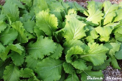  Lettuce
خس
Khas
اے یک تاکییں کاہ ءِ کہ مرچاں بلوچستان ءَ ہم کشاورزی بوّاگان انت ۔ خس عربی نام ءِ چمیشکا بلوچ  اُوں عربی نام ءَ کارمرز کن انت۔ اے انچو پہ وراگ ءَ تام دار انت بلے گیشتر ماں سلاد ءَ کارمرز کن انت ءِ۔
