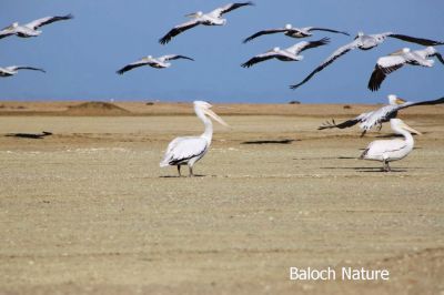 Pelican
میش مُرگ
Mish morg
میش مُرگ دُگنیا ءَ ہشت نسل است ، ایشانی وزن سے تاں پانزدہ کیلو بوت کنت ۔ سے میٹر اشیے دراجی انت ۔ اے دریاباری مُرگ ءِ کہ گیشتر ماھیگ شکار کنت ۔ بلوچستان ءِ دریائی ھند و دمگاں زمستان ءِ موسُم ءَ میش مُرگانی ٹوہیں رم کئیت ۔ اے یک مہاجریں مُرگ ءِ گرماگ ءَ واتر بیت ۔

