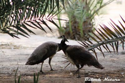 Peahen
مور
Mor

اے مور ءِ نکینک انت ۔ اے ٹوہیں بالی مُرگاں چہ یک ات ۔ اے یک رین یا دہ ءَ بگر تا بیست ھیک دنت ۔ اے بالی مُرگ بلے اشیا رامگ کن انت ءُ وتی باگ یا گِس ءَ دار انت ۔

