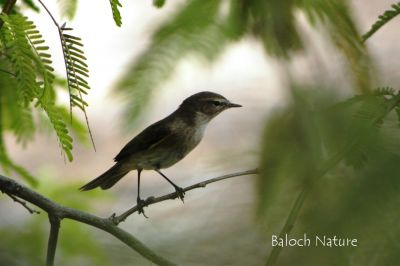 Willow Warbler
ناہی  ءُ  پُچی
Nahi o Pochi
پُجی کسانیں مُرگ ء کہ گیشتر ماں مچّانی پُچانی توکا او کہیر او کُنرانی تاکانی توک ء کرم ' کٹگ ۔ مُوکو، مور او سلور پٹ ایت او گیپت او وارت ۔ چمیشکا اشیا پُچی گوش انت بلے باز جاہ ء اشیارا ناہی ہم گوش انت ۔ اے مُرگ یک جاہ ء نشت نہ کنت بلکن مدام سُریت او سٹ کنان انت ۔مرگ گونڈ بلے ڈولدار انت 

